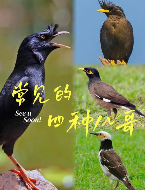 八哥鸟是养一只好还是两只好?