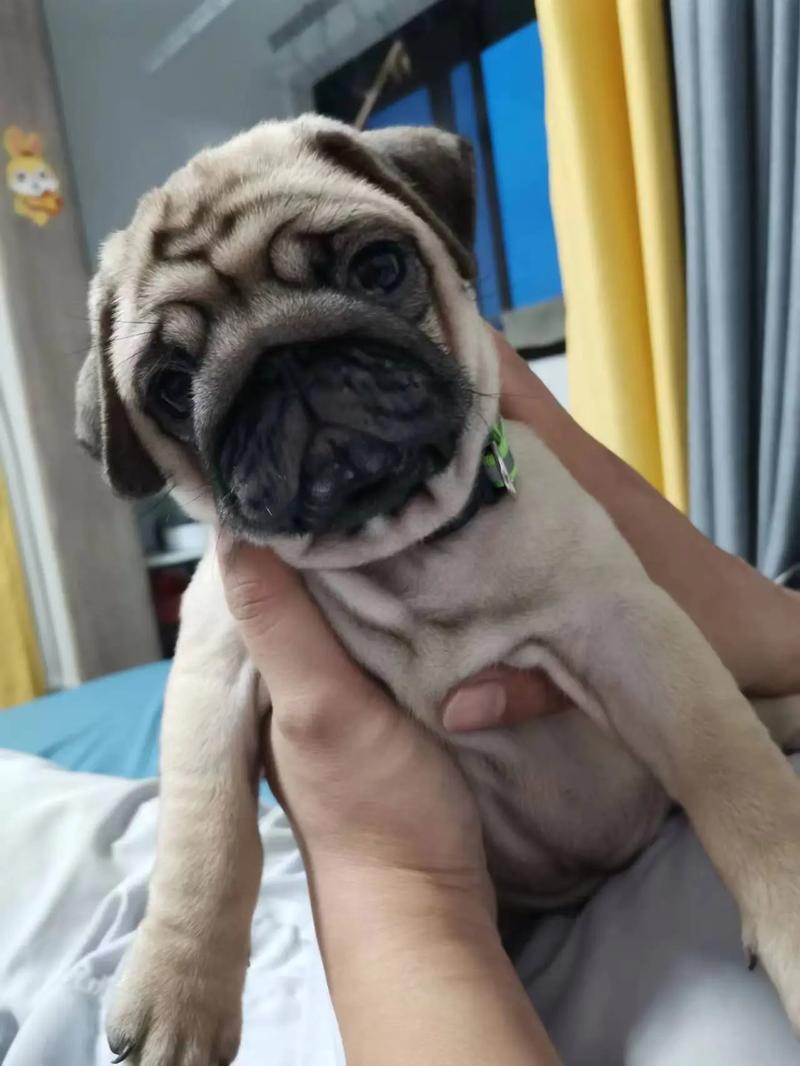 2个月的巴哥犬好养活吗