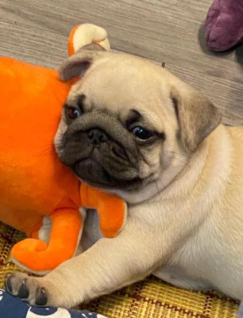 巴哥犬35天好养吗