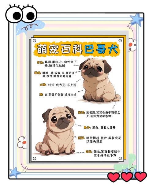八哥犬幼犬该怎么挑选?