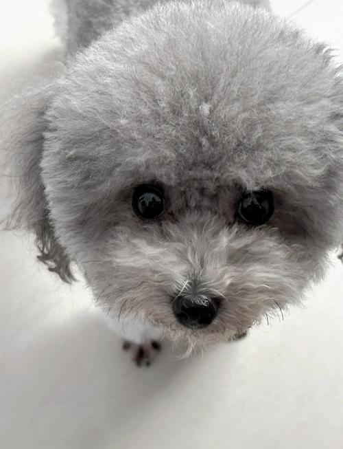 什么犬是灰色毛