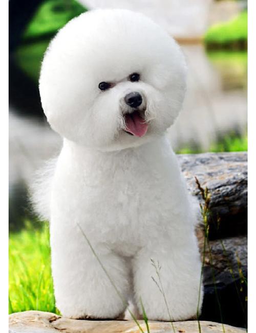 卷毛比熊犬哪种颜色好