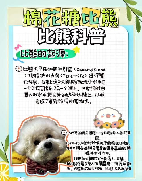 卷毛比熊犬的外貌特征性格