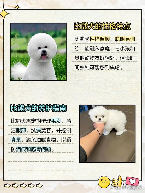 12个月龄后的卷毛比熊犬毛色一定是什么颜色
