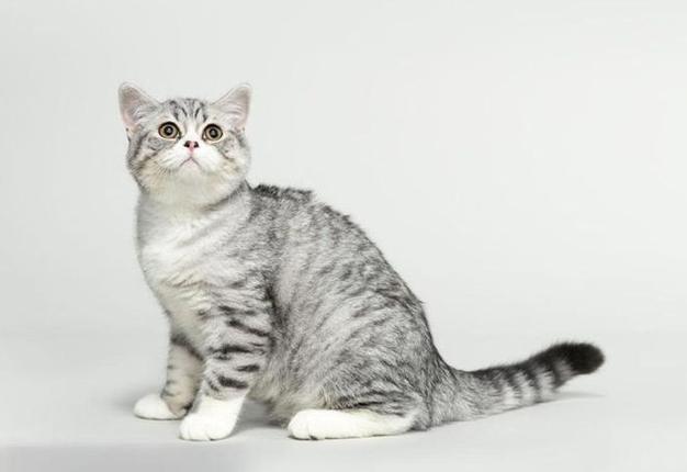 英短灰白猫是什么品种的猫咪啊?