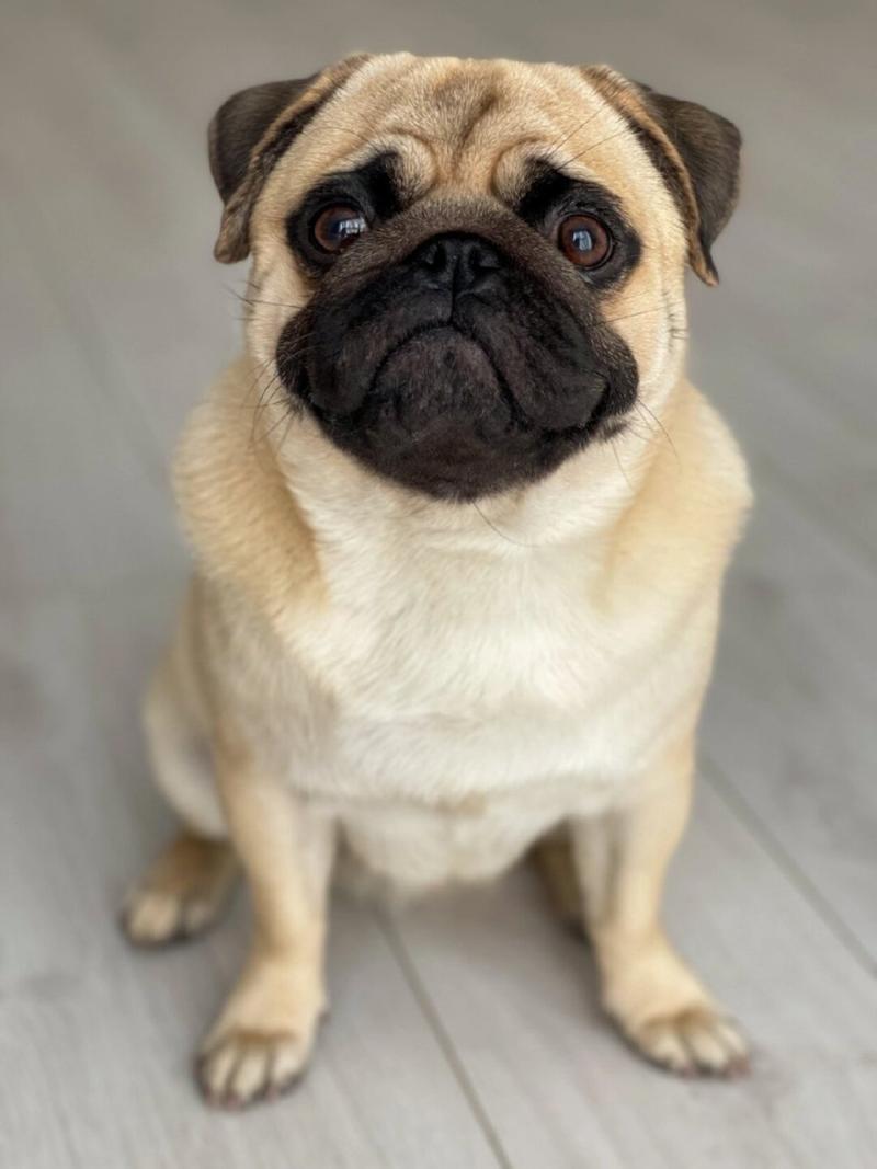 巴哥犬与其他犬种有何不同?