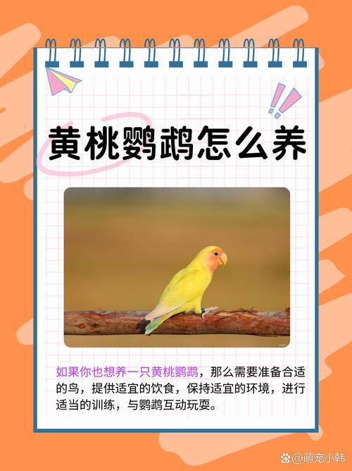 美国黄桃脸牡丹鹦鹉会说话不桃脸牡丹鹦鹉会说话么