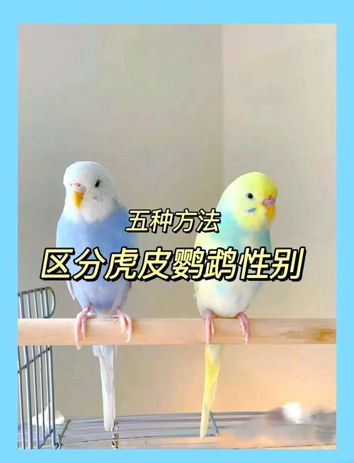 鹦鹉公母怎么分别图片