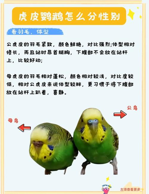 鹦鹉的公母和品种有什么方法判断呢?