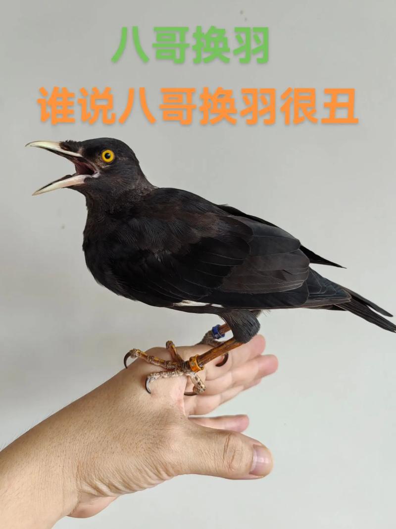 八哥多久才会当人面说话