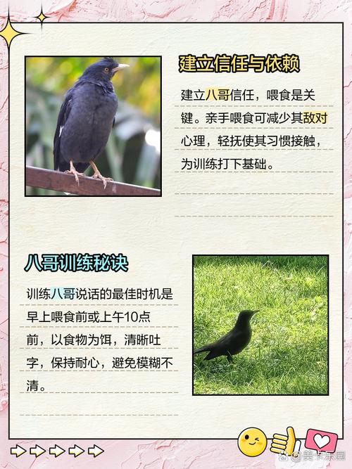 八哥多久能开口说话?怎么教说话?
