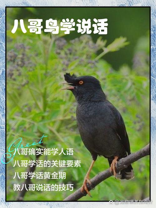 八哥鸟多久才开口说话