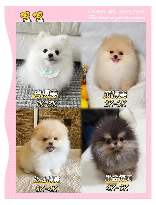 博美犬多少钱一只