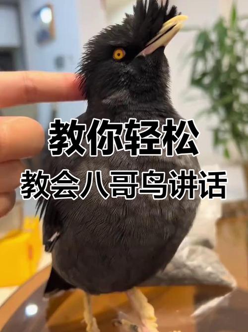 八哥怎么教说话?