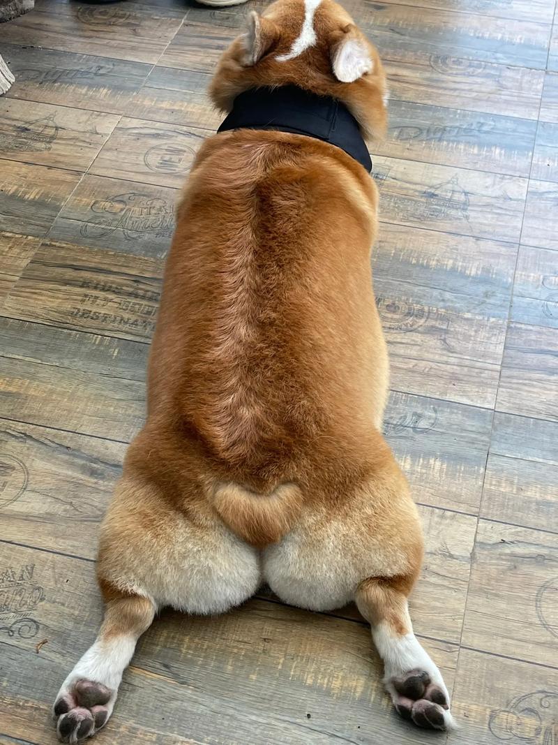 苏格兰牧羊犬的形态特征