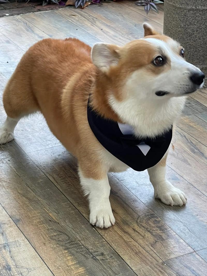 大型白色犬有哪些?