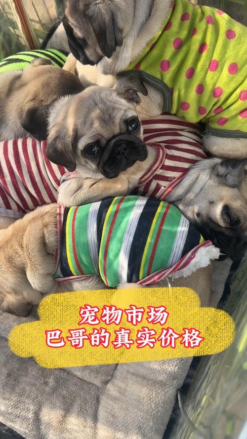 宠物市场上买一只中小型巴哥犬多少钱?