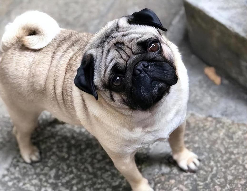 广州巴哥犬多少钱一只?