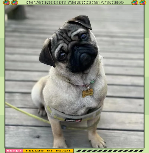 八哥犬多少钱一只