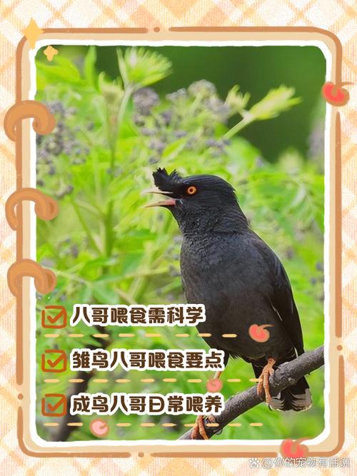 饲养训练放飞雏八哥的方法_八哥雏鸟饲养
