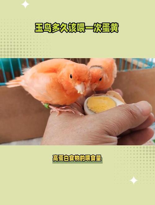 黄玉鸟吃鸡蛋黄吗