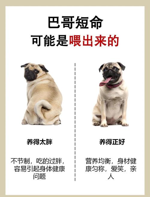 巴哥犬的胃口很大,该如何喂养?
