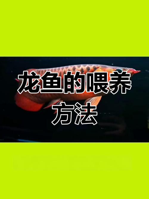 请问那位大师知道八角龙鱼怎么饲养?是给它放在水里还是放在缸里?还是...