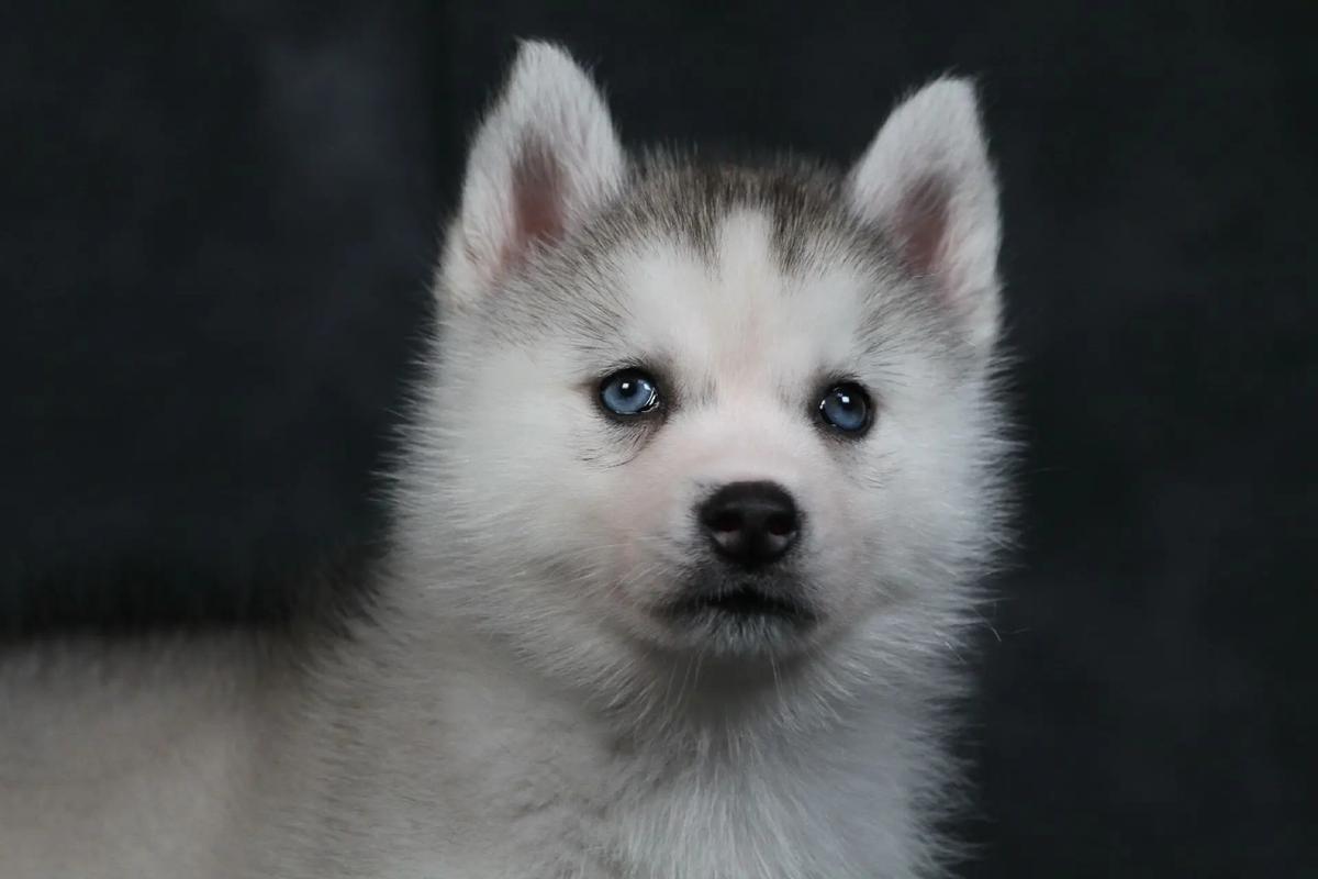 哈士奇幼犬灰色毛发颜色很浅可以买吗?