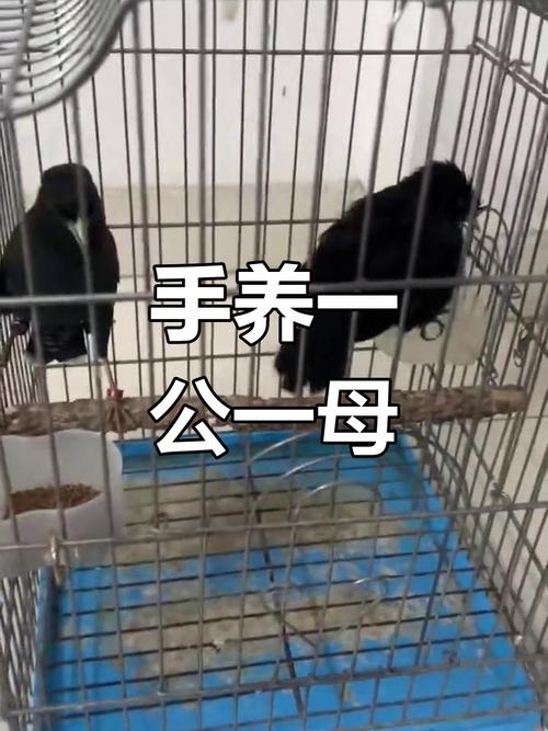八哥一年繁殖几次?