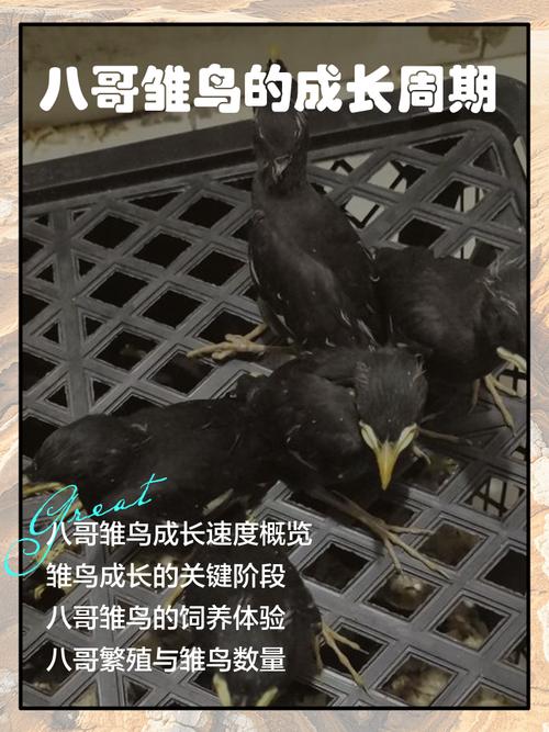 八哥鸟什么时候有幼鸟呢?