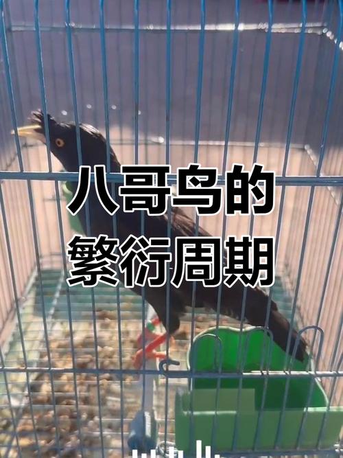八哥幼鸟多久能长大?