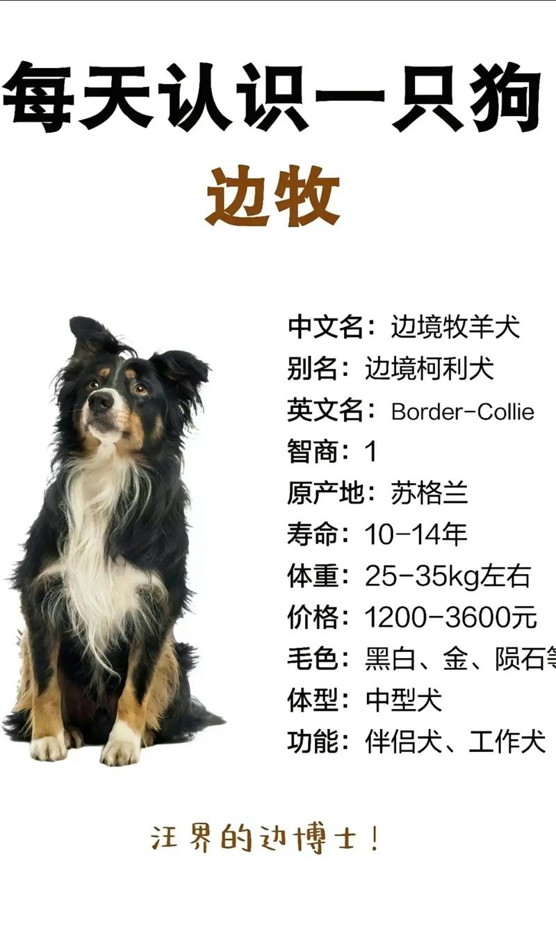 陨石色边牧,看看值不值得入手
