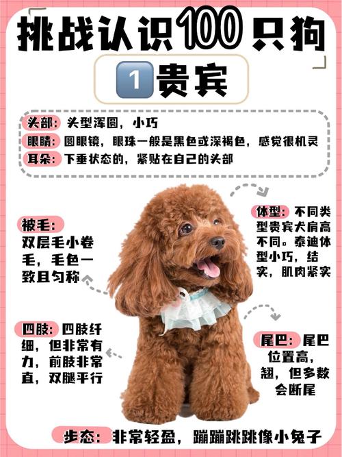 陨石边境牧羊犬多少钱一只?