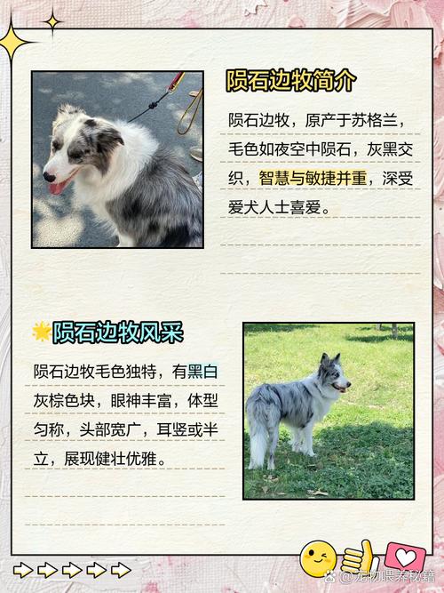 万元以上的狗有哪些?