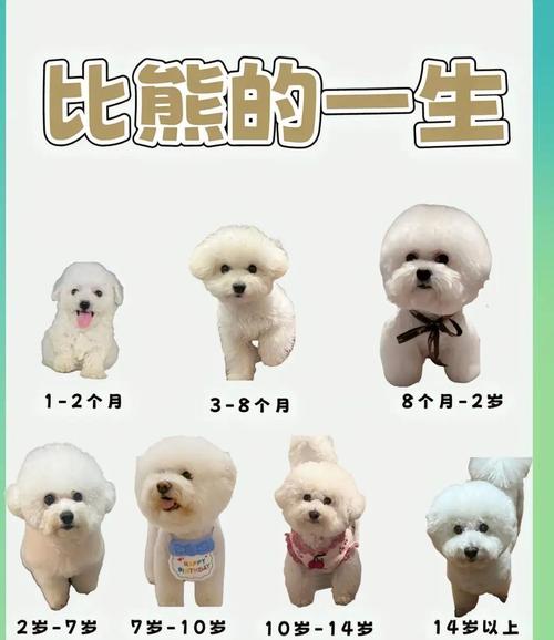 巴比熊犬的介绍