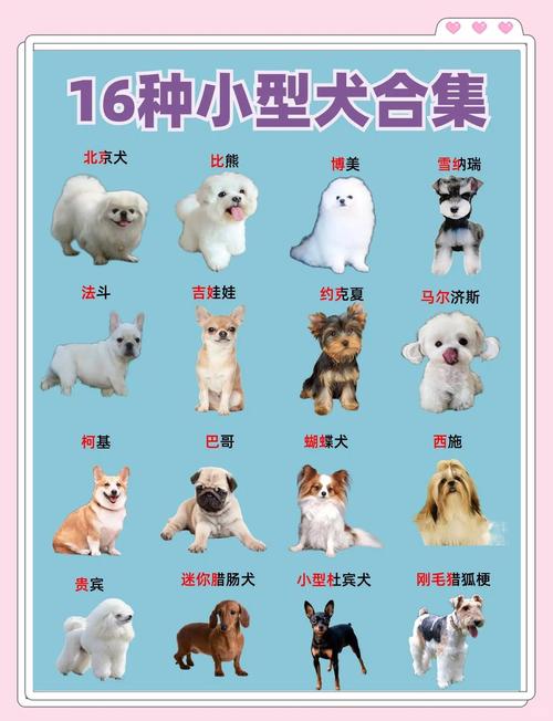 比熊是什么品种