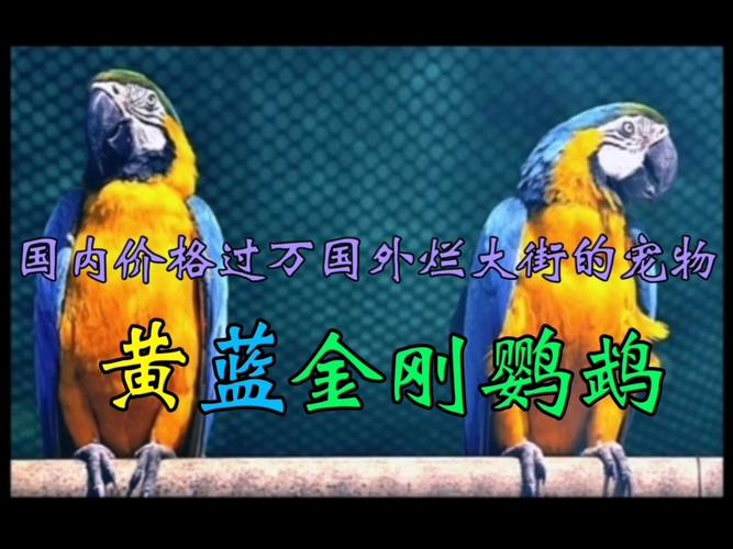 蓝黄金刚鹦鹉1岁退毛吗