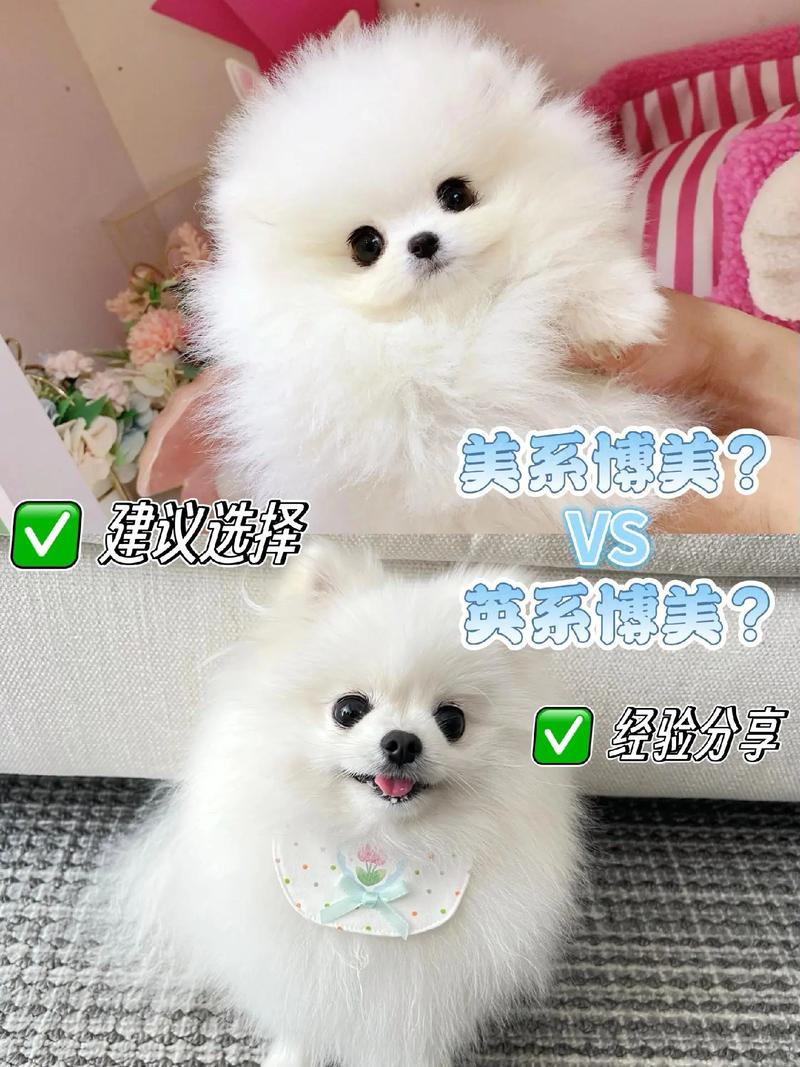 博美犬有几种颜色