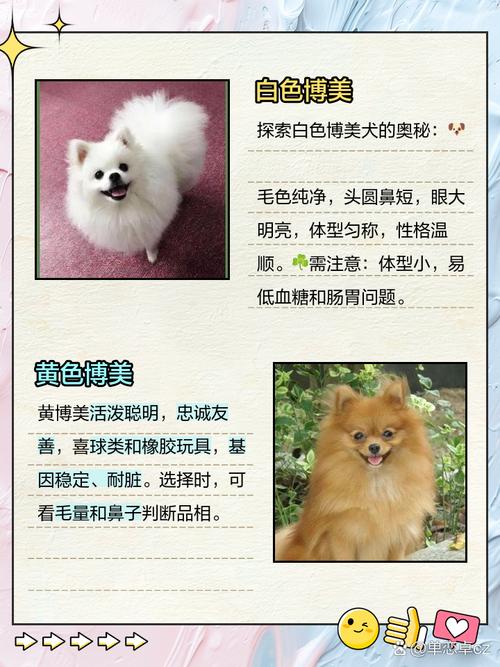 博美有几种颜色