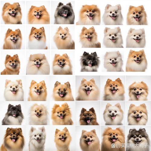 博美犬选什么颜色的比较耐看?