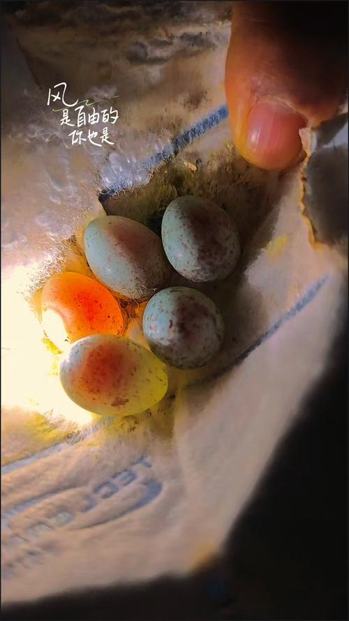黄玉鸟抱窝应该吃什么?
