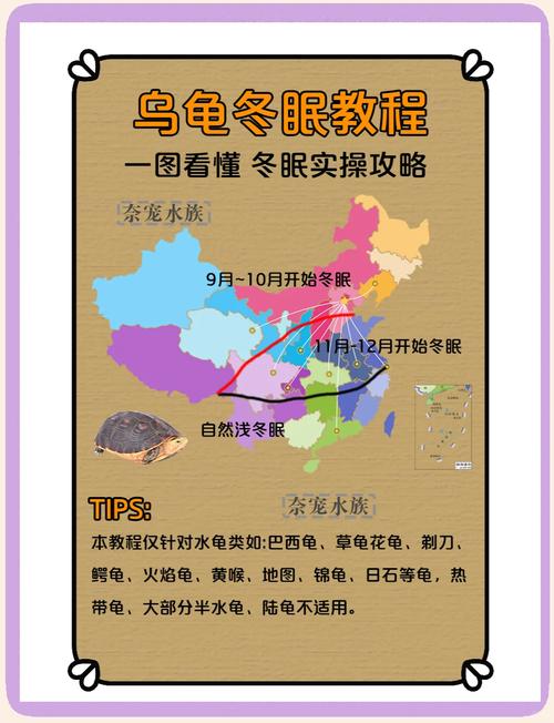 巴西龟冬眠怎么处理?