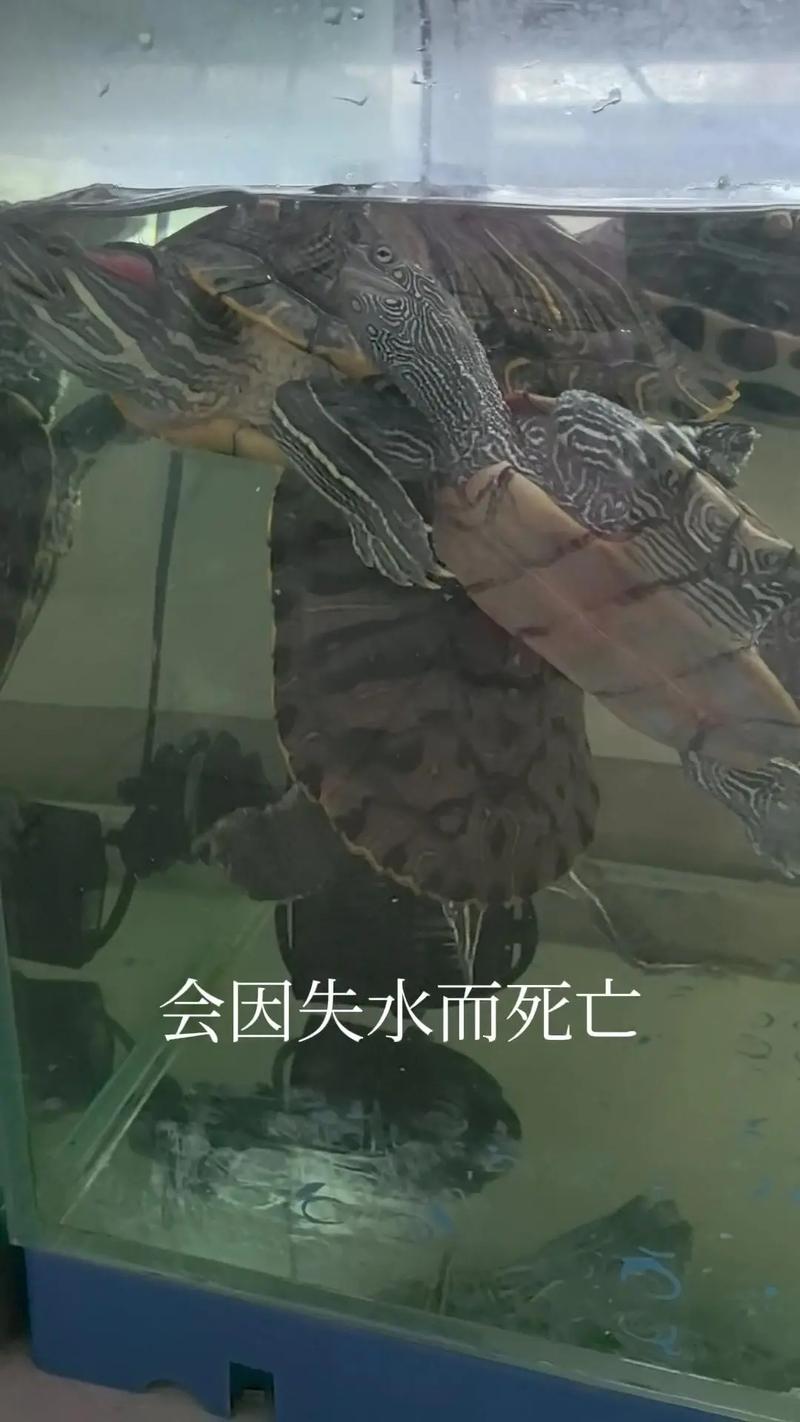 巴西龟要冬眠吗,冬眠从何时开始
