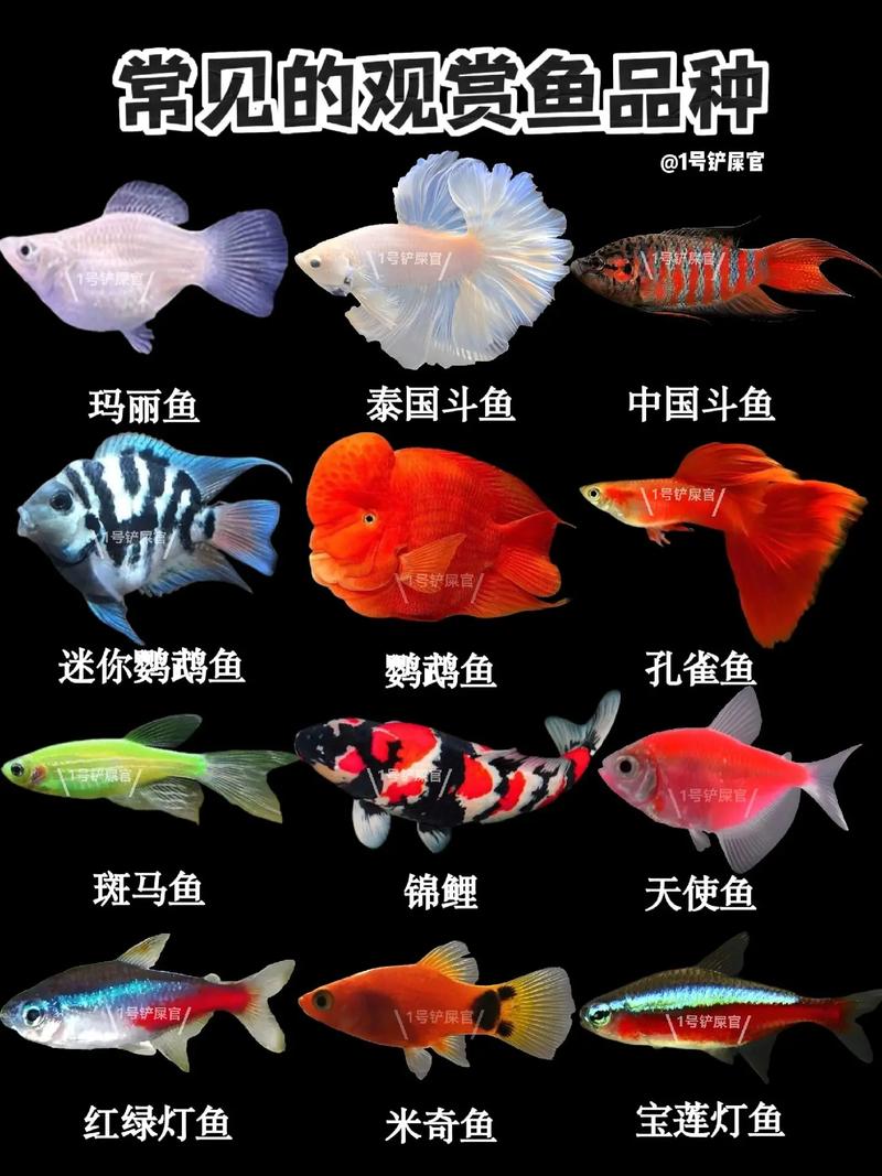 有哪些适合虎皮鱼的鱼粮推荐?