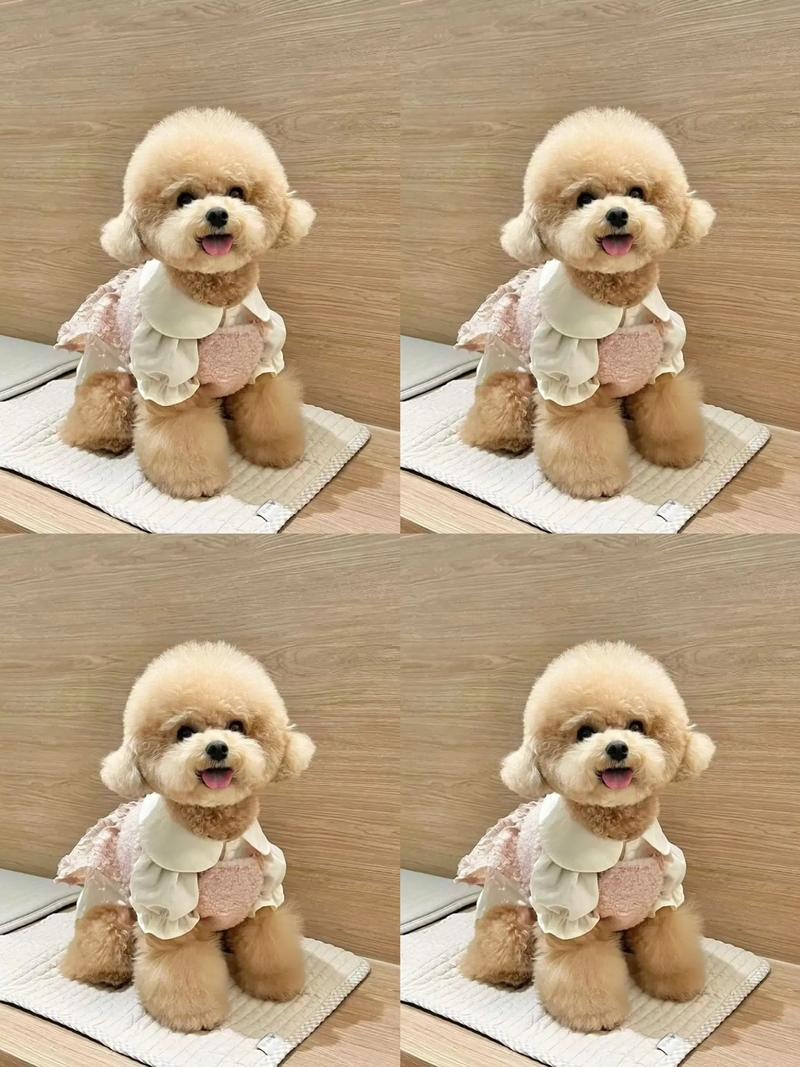 泰迪贵宾犬什么颜色最贵