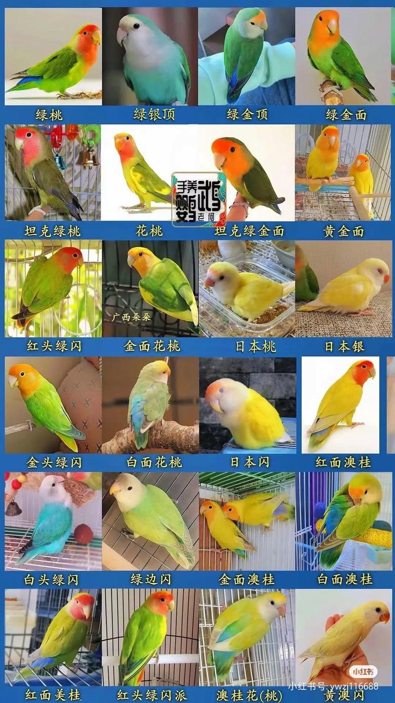 鹦鹉的品种有哪些