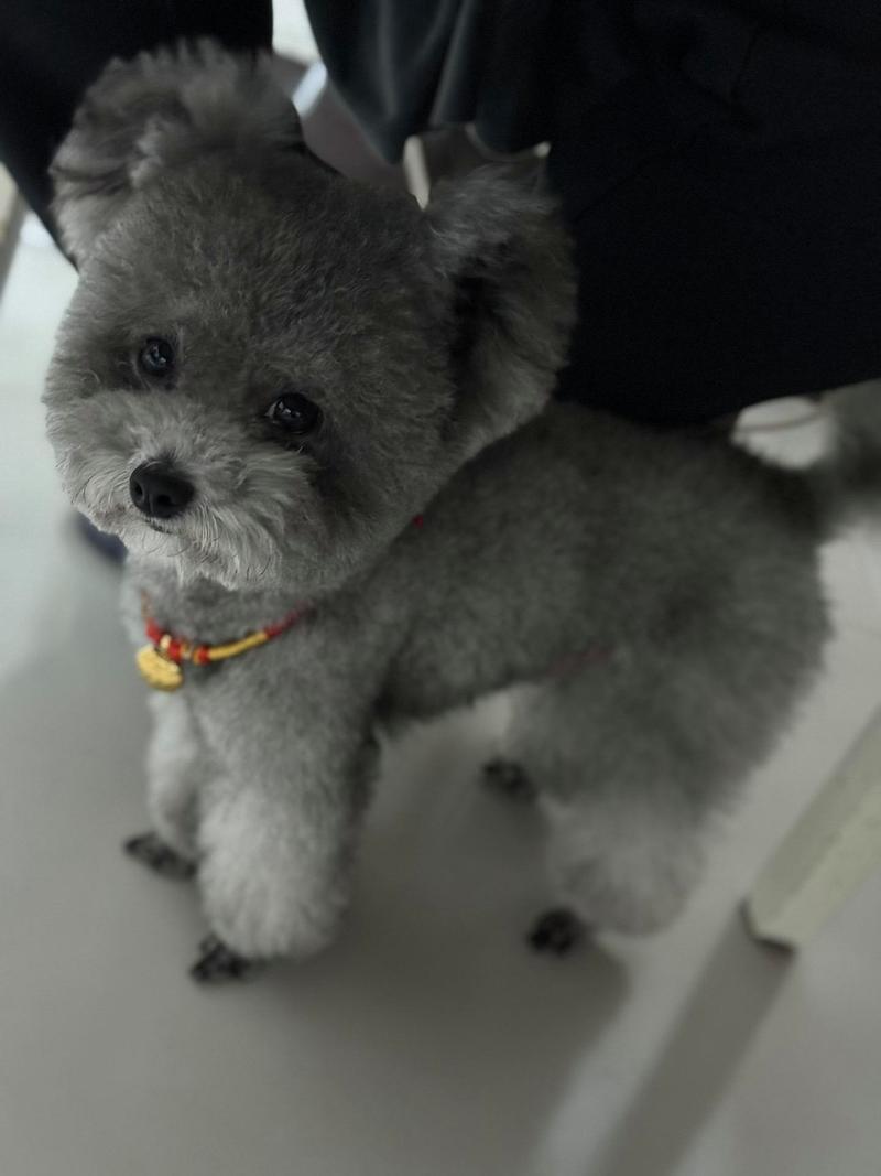 灰色犬有哪些品种有哪些