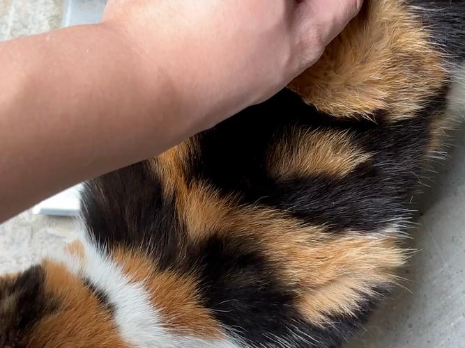 什么颜色的加菲猫是纯的?