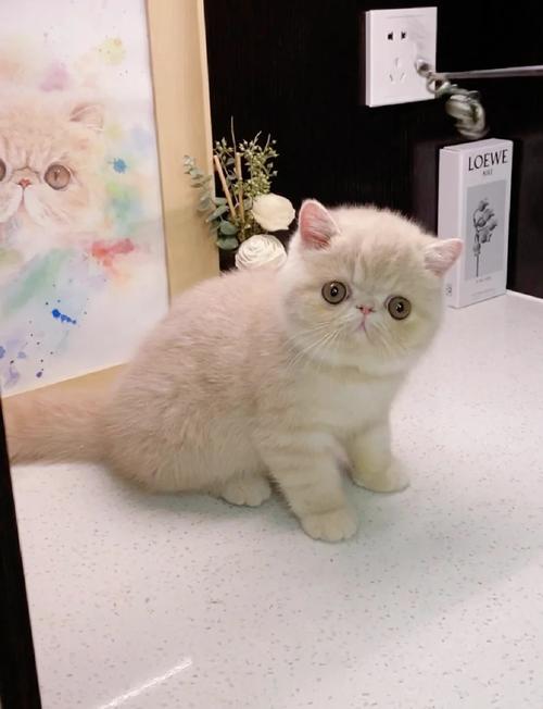 刚出生加菲猫颜色会变吗?