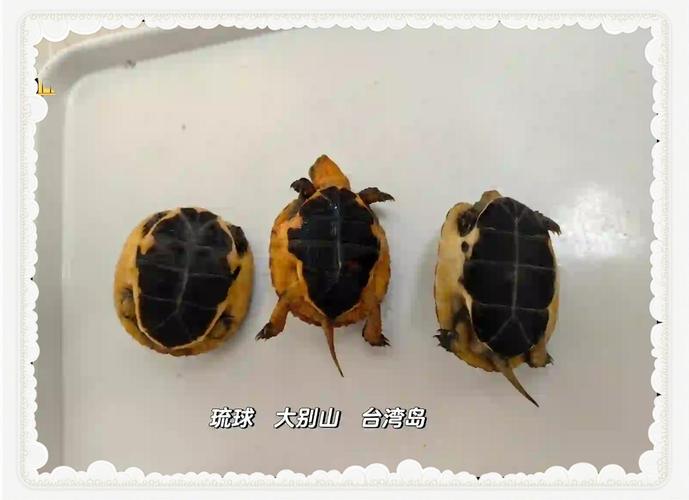 黄缘闭壳龟和三线闭壳龟的区别